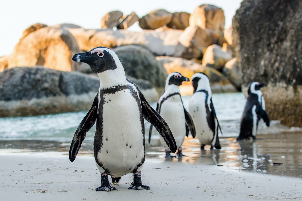 Boulders Beach, South Africa