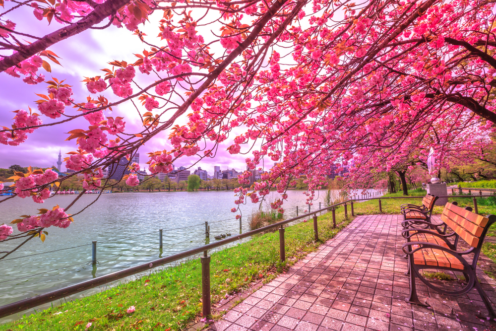 Benches under cherry trees, Ueno park, Tokyo