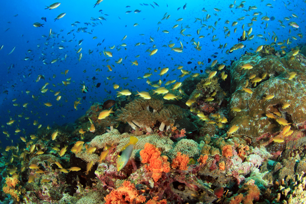 Colorful Coral Reef, Moalboal, Phillipines